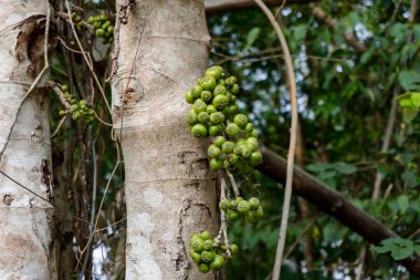 İncir ağacının dalında yeşil incir