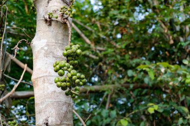İncir ağacının dalında yeşil incir
