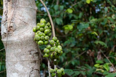 İncir ağacının dalında yeşil incir