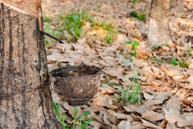 Lastik ağaç ve plastik kase kauçuk tarlasında lateksle dolu.