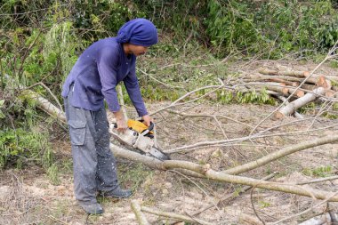 Tahta testereli oduncu demirhindi ağacı gövdesi kesiyor. Elektrikli testere dalı kesiyor.
