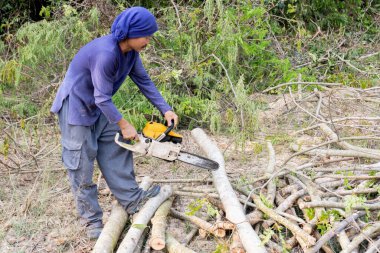 Tahta testereli oduncu demirhindi ağacı gövdesi kesiyor. Elektrikli testere dalı kesiyor.