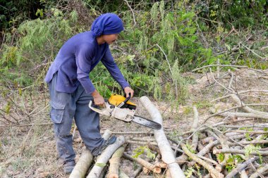 Tahta testereli oduncu demirhindi ağacı gövdesi kesiyor. Elektrikli testere dalı kesiyor.