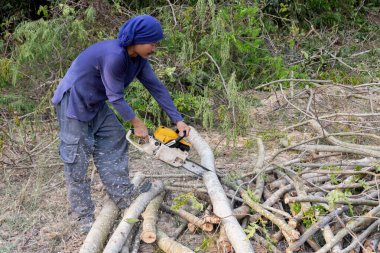 Tahta testereli oduncu demirhindi ağacı gövdesi kesiyor. Elektrikli testere dalı kesiyor.