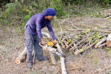 Tahta testereli oduncu demirhindi ağacı gövdesi kesiyor. Elektrikli testere dalı kesiyor.