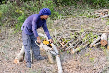 Tahta testereli oduncu demirhindi ağacı gövdesi kesiyor. Elektrikli testere dalı kesiyor.