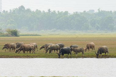Çimen tarlasında çim yiyen bufalolar.