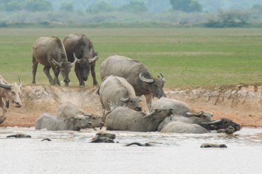 Gölde yüzen bizonlar..