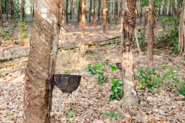 Rubber tree and plastic bowl filled with latex in rubber plantation