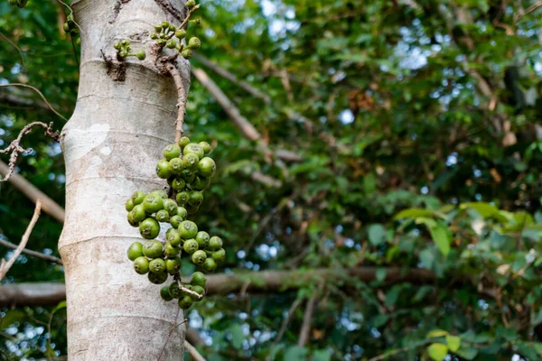 Higos Verdes Rama Una Higuera — Foto de Stock