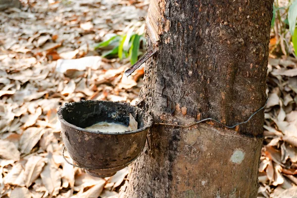 Rubber tree and plastic bowl filled with latex in rubber plantation