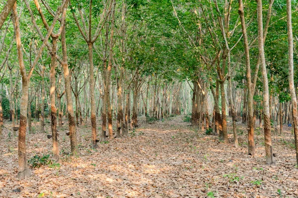 Rij Van Para Rubberboom Rubber Plantage Backgroun — Stockfoto