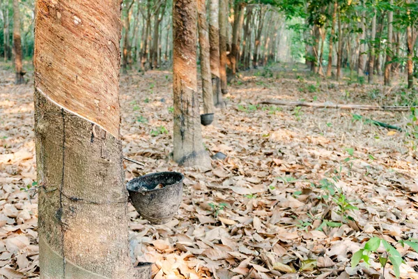 Rubber Boom Plastic Schaal Gevuld Met Latex Rubber Plantage — Stockfoto