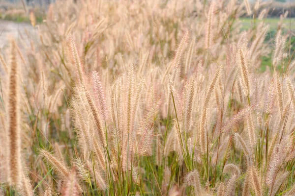 Fountain Grass Naturaleza Hierba Flor Con Luz — Foto de Stock