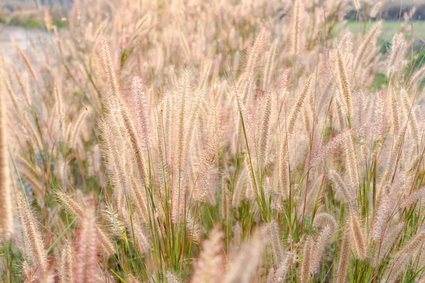 Erba Fontana Natura Erba Fiore Con Luce — Foto Stock