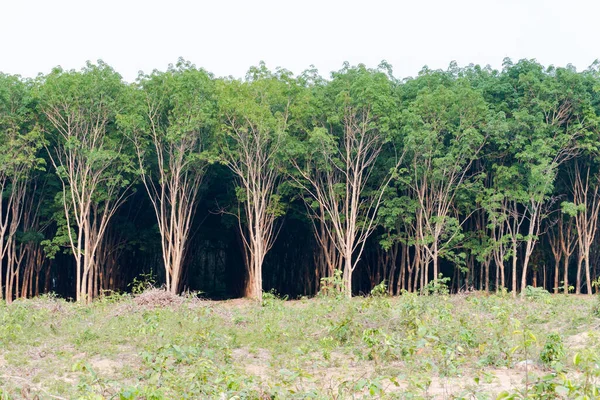 Rij Van Para Rubberboom Rubber Plantage Backgroun — Stockfoto