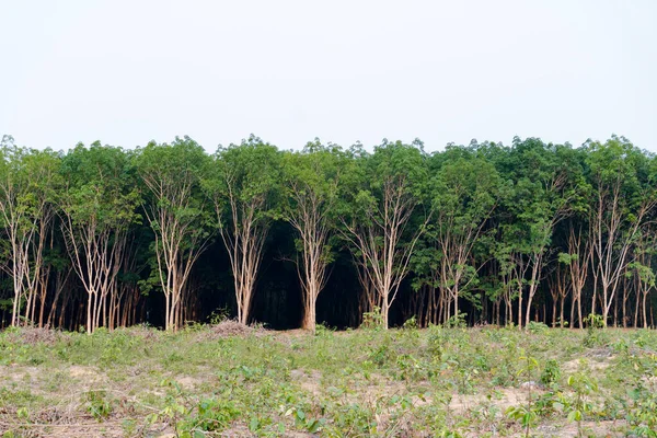 Rij Van Para Rubberboom Rubber Plantage Backgroun — Stockfoto
