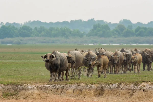 Búfalos Comendo Grama Campo Grama Riversid — Fotografia de Stock
