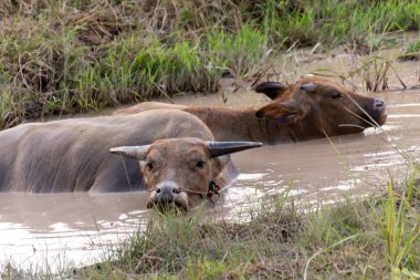 Bufalo çamur bataklığında keyif alır ve dinlenir..