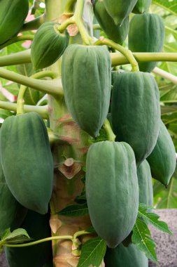 Olgunlaşmamış yeşil papaya bir papaya ağacına asılmış. Papaya ağacı ve bir sürü meyve.