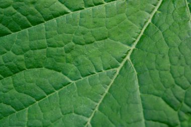 Kapat şu sayfayı. Taze yeşil yaprak dokusu makro arkaplan
