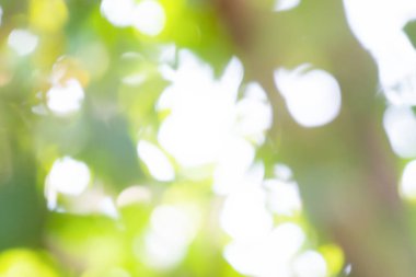 Doğal yeşil arka plan bulanık. Odaklanmış yaprak arkaplanı. Bahar arkaplanı