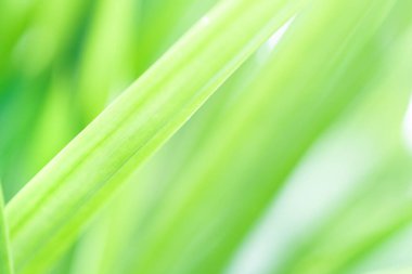 Bahar doğal yeşil yaprak arka planı. Bulanık yeşillik arka planı. İlkbahar ve doğa arka planını kullanarak. odak seçer