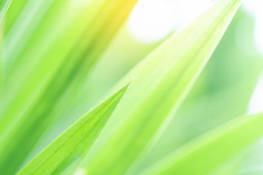 Bahar doğal yeşil yaprak arka planı. Bulanık yeşillik arka planı. İlkbahar ve doğa arka planını kullanarak. odak seçer