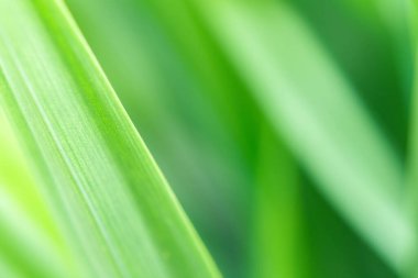 Bahar doğal yeşil yaprak arka planı. Bulanık yeşillik arka planı. İlkbahar ve doğa arka planını kullanarak. odak seçer
