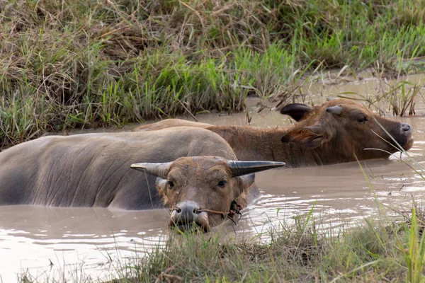 Buffalo Genieten Ontspannen Een Moddermoeras — Stockfoto