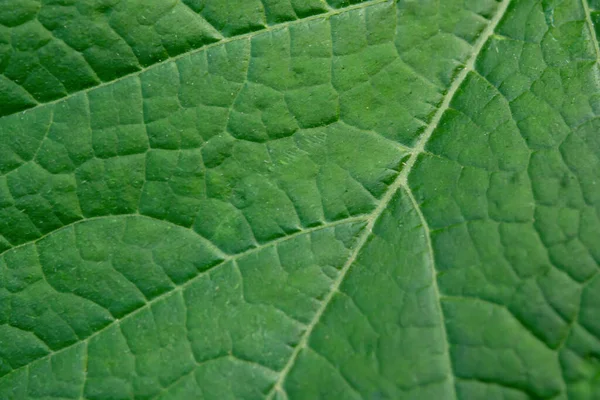 Sluit Het Blad Verse Groene Blad Textuur Macro Achtergrond — Stockfoto