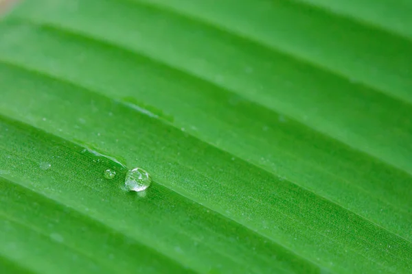 Water Drops Banana Leaf Backgroun — Stock Photo, Image