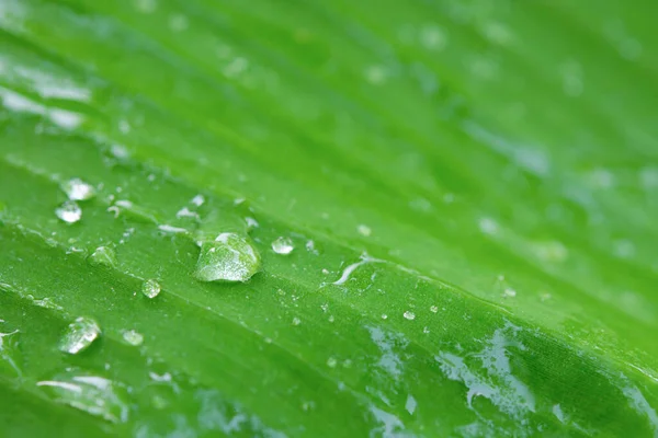 Water Druppels Bananenblad Backgroun — Stockfoto