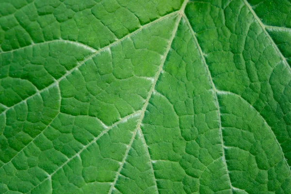 Cierra Hoja Textura Hoja Verde Fresca Macro Fondo — Foto de Stock