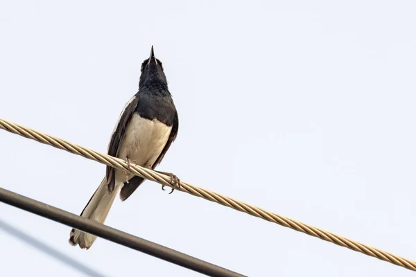 东方喜鹊知更鸟坐在电缆上 — 图库照片