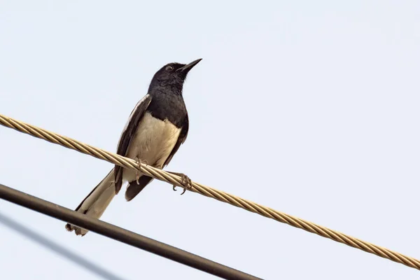 Doğu Saksağan Robin Kuşu Elektrik Kablosunda Oturuyor — Stok fotoğraf