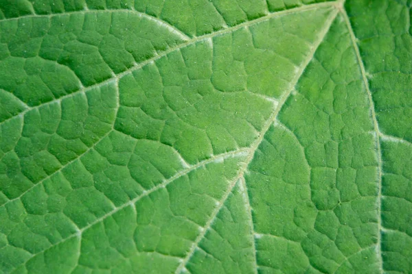 Close Leaf Fresh Green Leaf Texture Macro Background Stock Picture