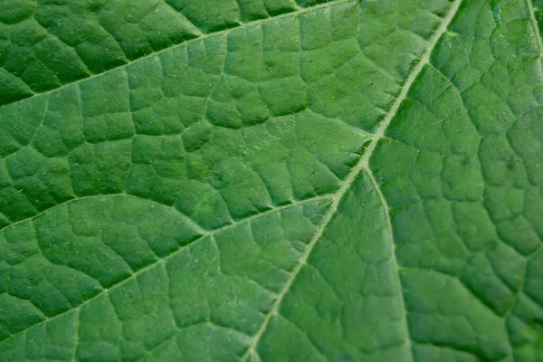 Close Leaf Fresh Green Leaf Texture Macro Background Stock Photo