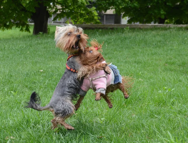Bir yürüyüşe Yorkshire terrier Jake'le Yorkshire korkunç Eve yeni clothess içinde.