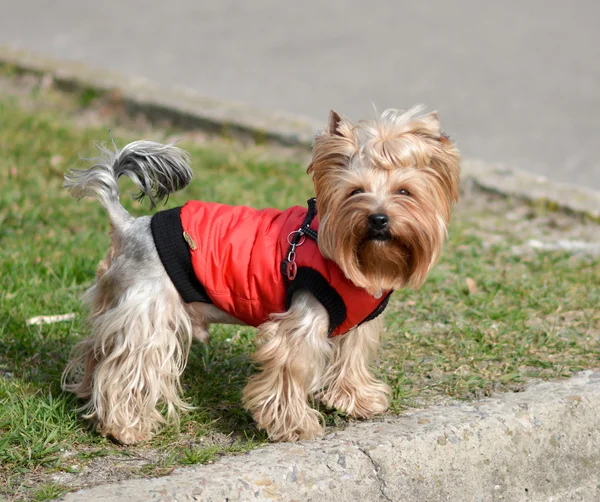 Yorkshire terrier Jake yeni elbise yürüyüşe.