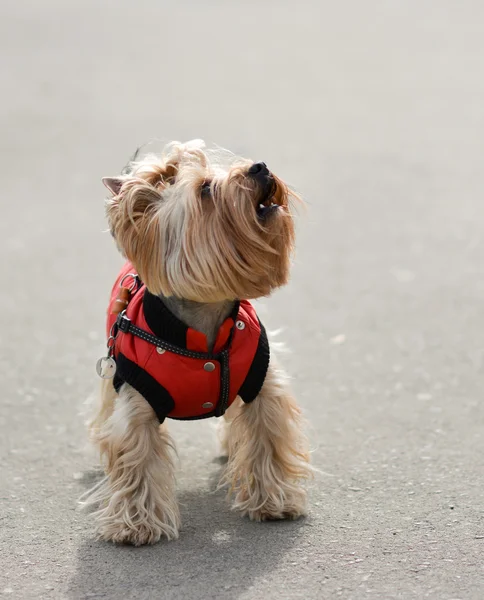 Yorkshire terrier Jake yeni elbise yürüyüşe.