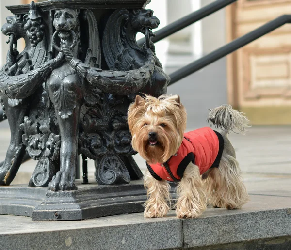Yorkshire terrier Jake yeni elbise yürüyüşe.