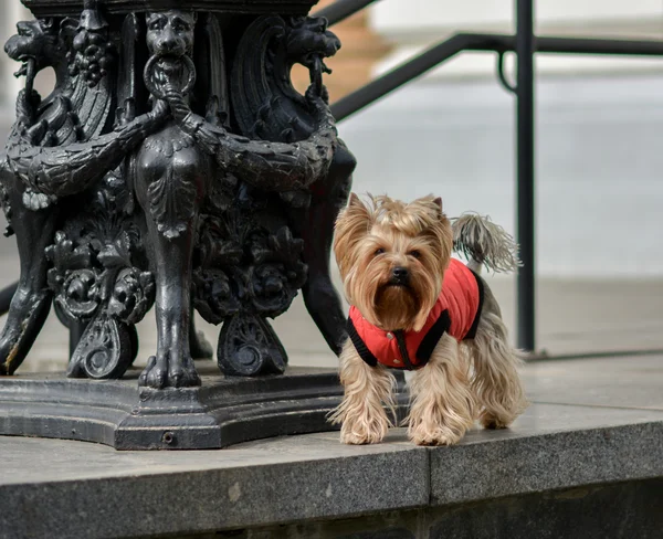 Yorkshire terrier Jake yeni elbise yürüyüşe.