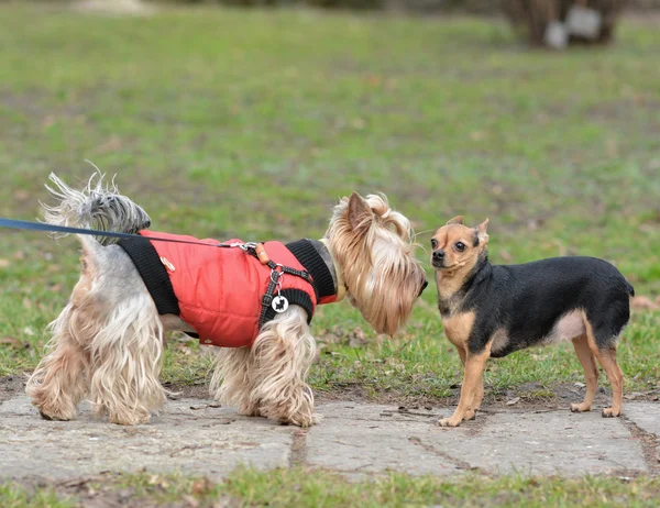 Yorkshire korkunç oyuncak Terrier Jake ve Sonia bir yürüyüş için.