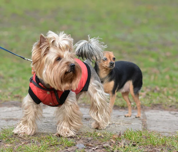 Yorkshire korkunç oyuncak Terrier Jake ve Sonia bir yürüyüş için.