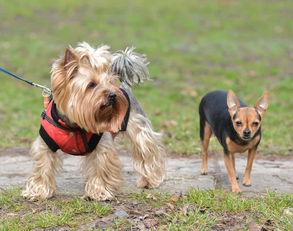 Yorkshire korkunç oyuncak Terrier Jake ve Sonia bir yürüyüş için.