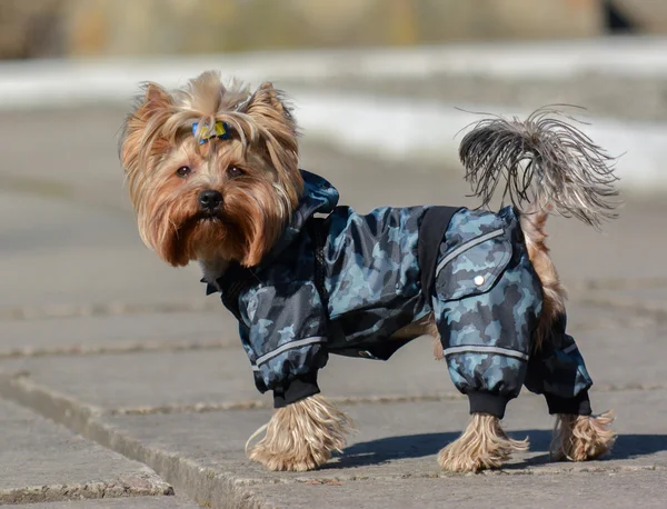 Yorkshire terrier Jake yeni elbise yürüyüşe.