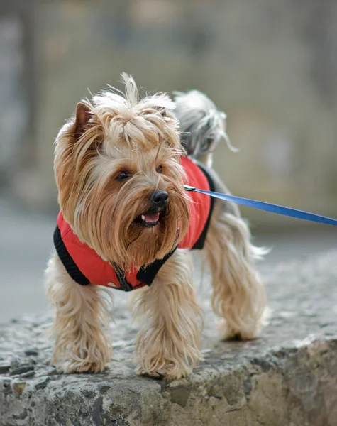 Yorkshire terrier Jake yeni elbise yürüyüşe.