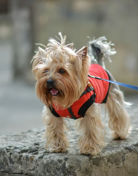 Yorkshire terrier Jake yeni elbise yürüyüşe.