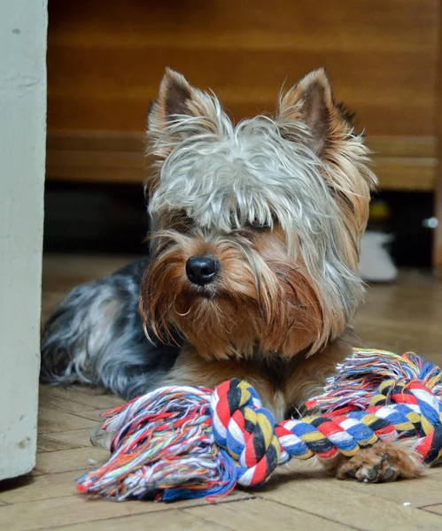 Yorkshire Terrier Jake bir kemik ile oynarken tatil ev.